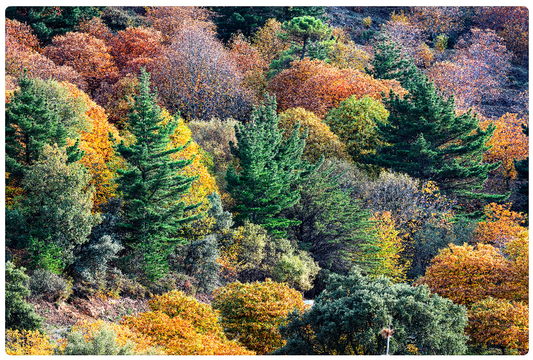 Otoño en Genal